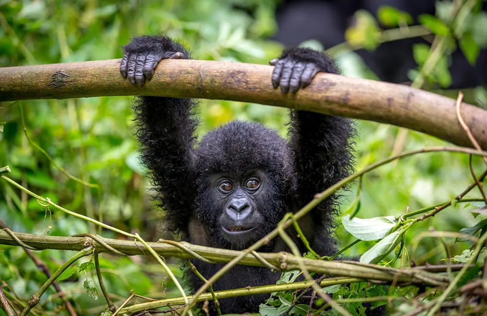 Mountain Gorilla Rwanda